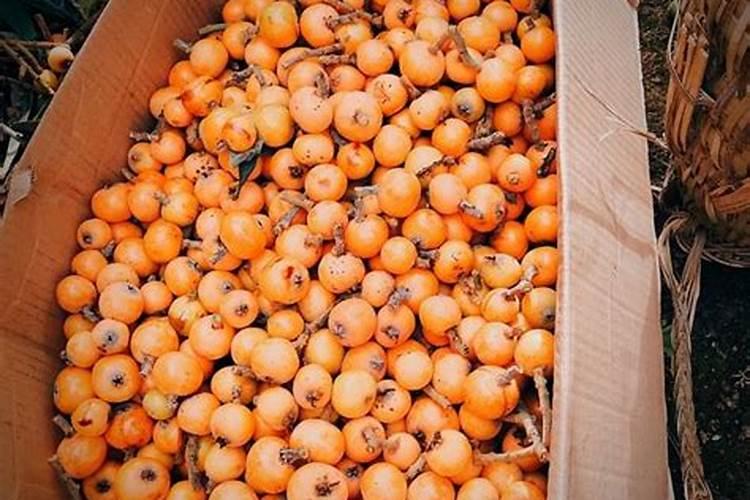 钾肥如何使用在花上