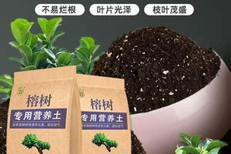 榕树如何施肥？