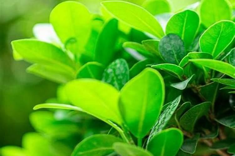 榕树黄叶子什么原因？应怎样处理？