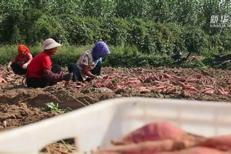 种红薯如何使用钾肥