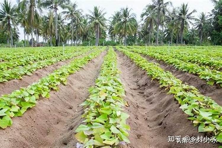 种红薯如何使用钾肥