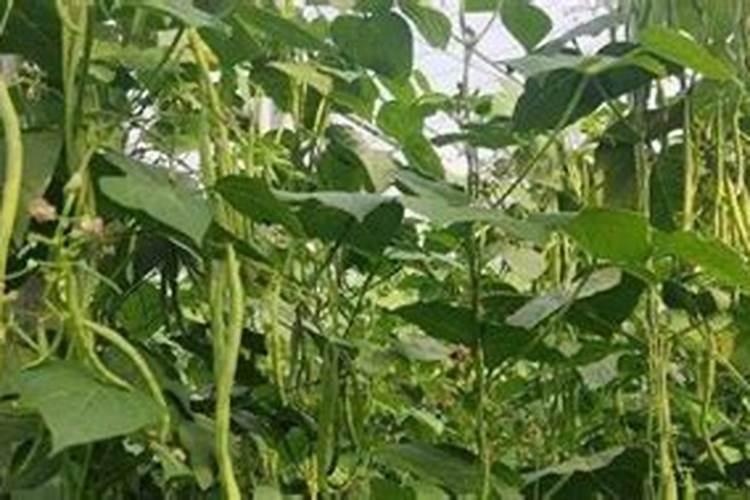 芸豆喜欢什么叶面肥