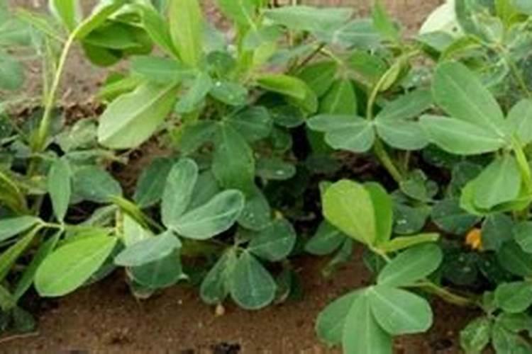 打完除草剂多久可以打肥？