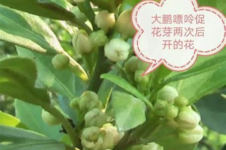 鱼蛋白叶面肥对植物的作用