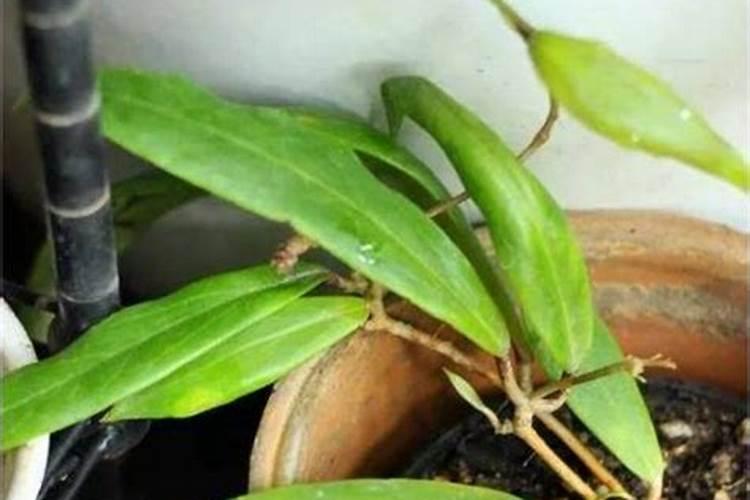 鱼蛋白肥料的功效与作用