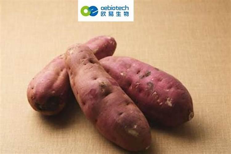 对甘薯施肥的方法是什么？