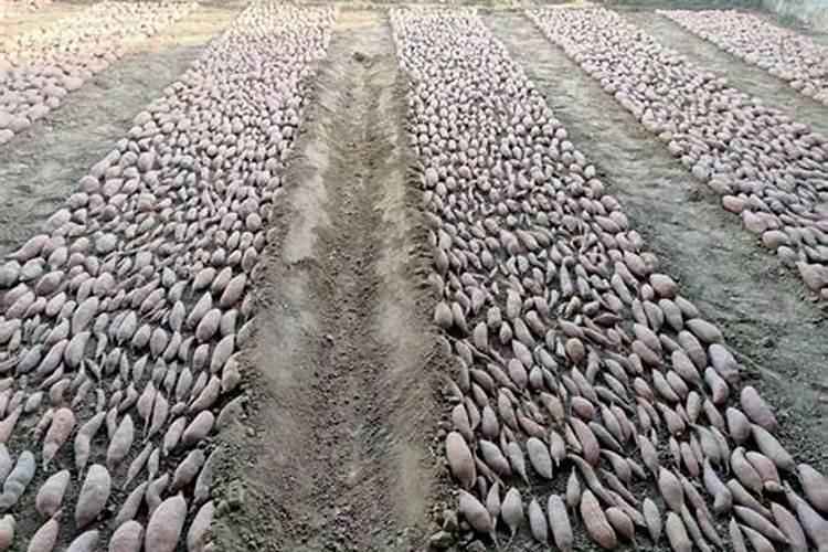 种红薯如何使用钾肥 种红薯怎么使用钾肥