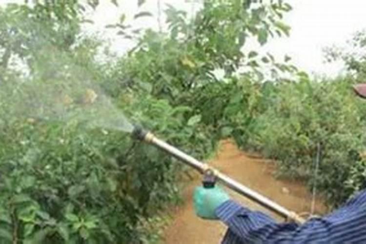 1斤水溶肥兑多少水