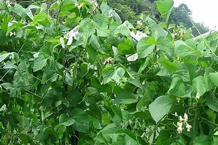 芸豆未开花之前打什么叶面肥好呢？