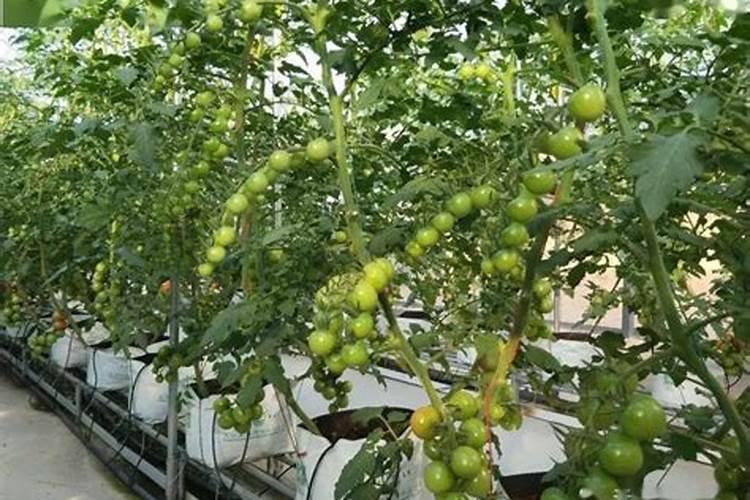 磷肥施用的方式不恰当,会造成什么后果？