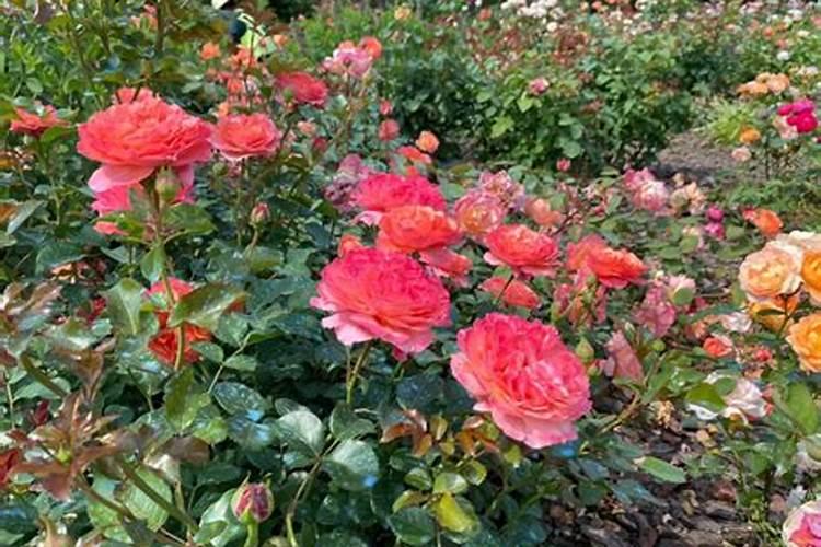 发酵床养鸡的制作方法