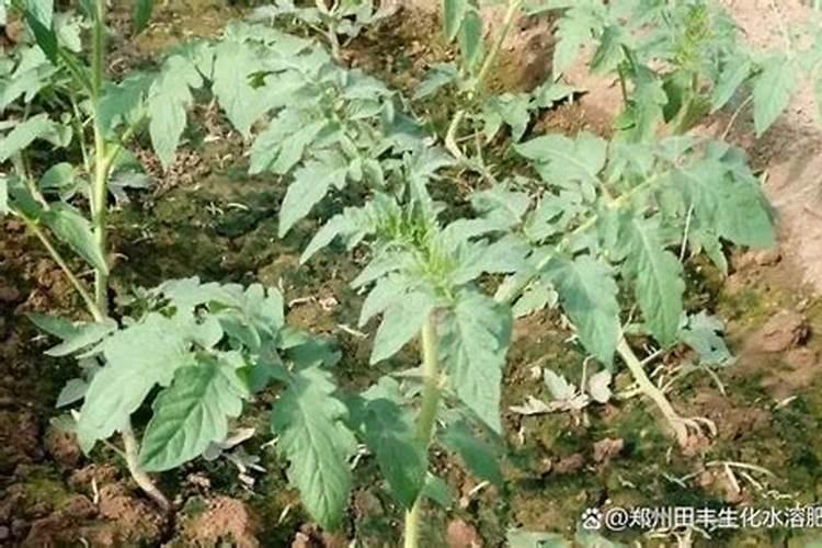 种植西红柿要施什么肥为什么？