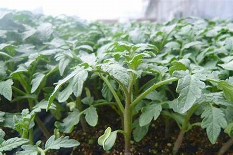 番茄施什么肥料最好