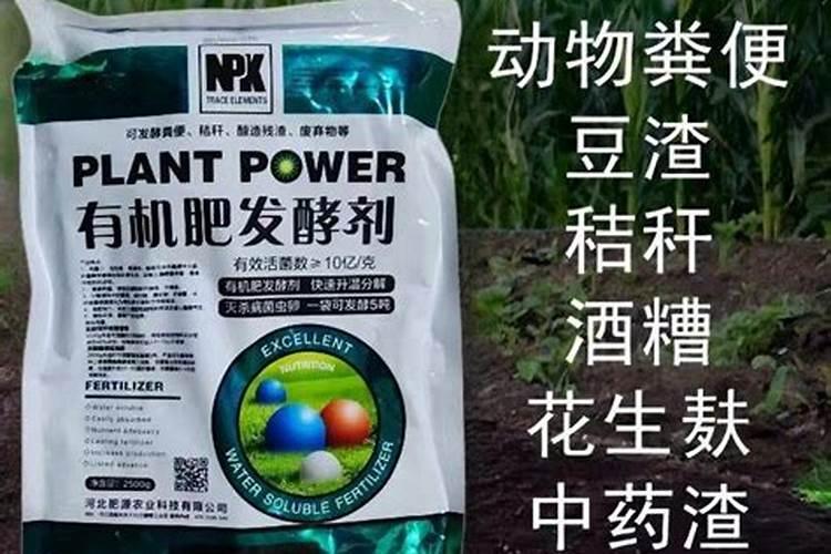 大丽花怎么浇水