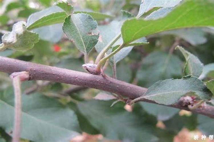 农历五月种什么蔬菜正当时