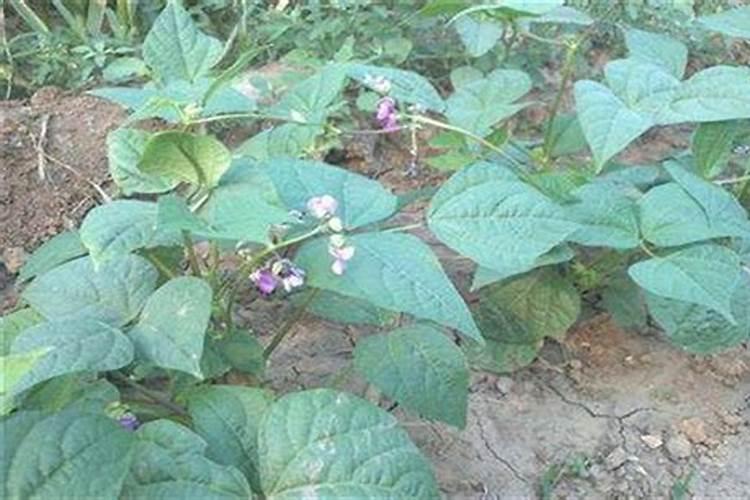 芸豆开花不结果是怎么回事