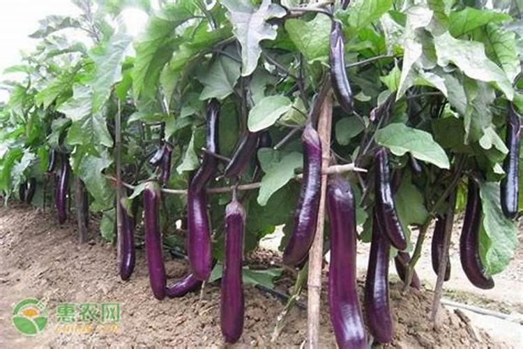 为什么豆类植物可以直接吸收空气中的氮？