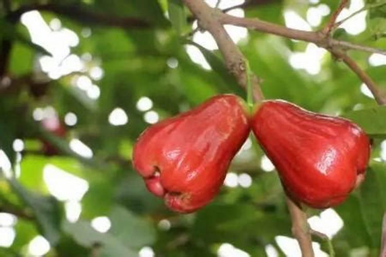 莲雾开花用什么叶面肥