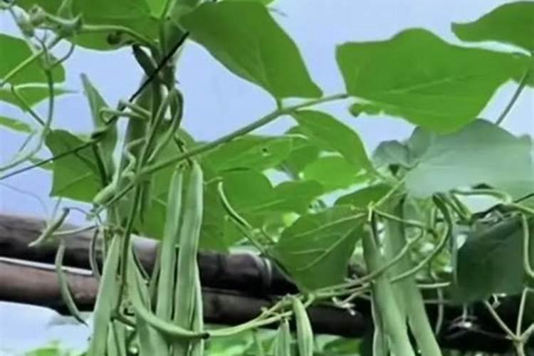 四季豆结荚期施什么肥