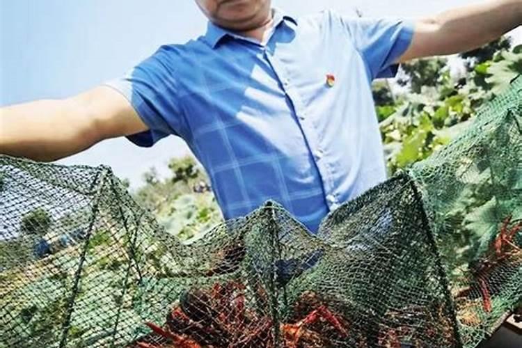 状元薯怎样种植？