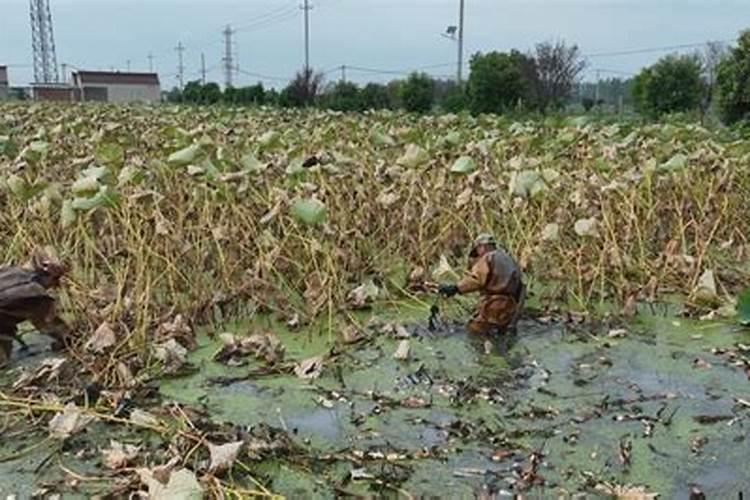 农民使用的化肥老三样是指什么