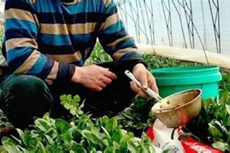 哪种叶面用的钙肥吸收好