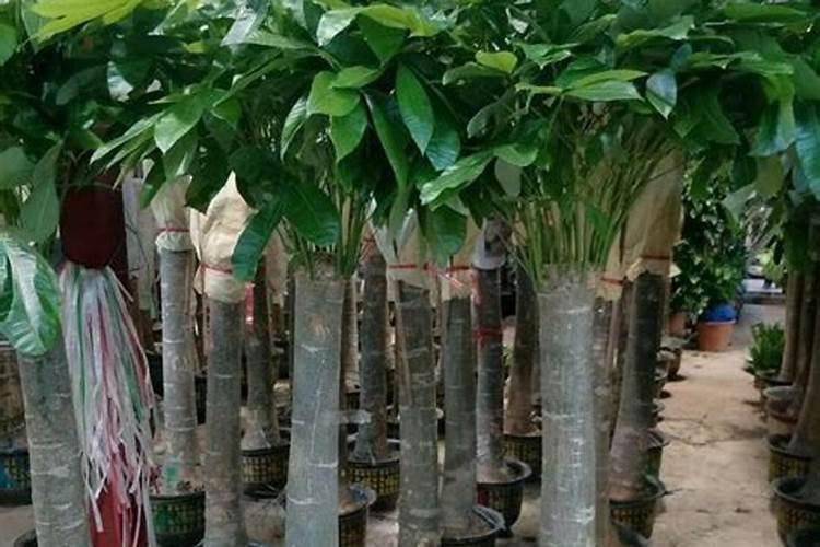 水溶肥十大名牌