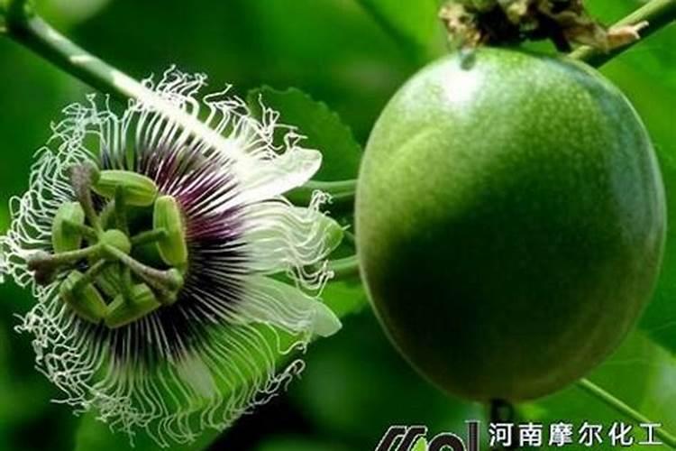 绿萝用什么叶面肥好