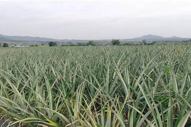 菠萝皮泡水可以浇花吗