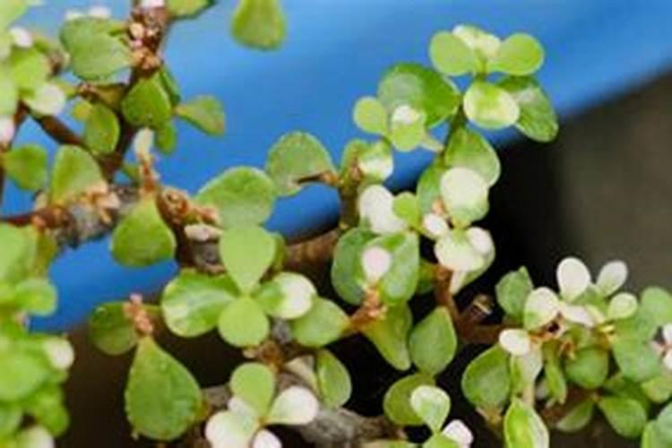 沃柑如何种植能高产自己种沃柑哪些是要注意的