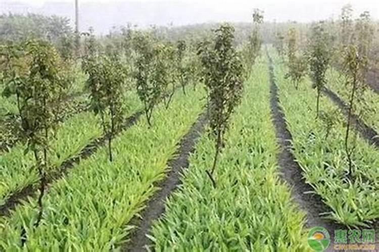 果树冬天可以移栽吗