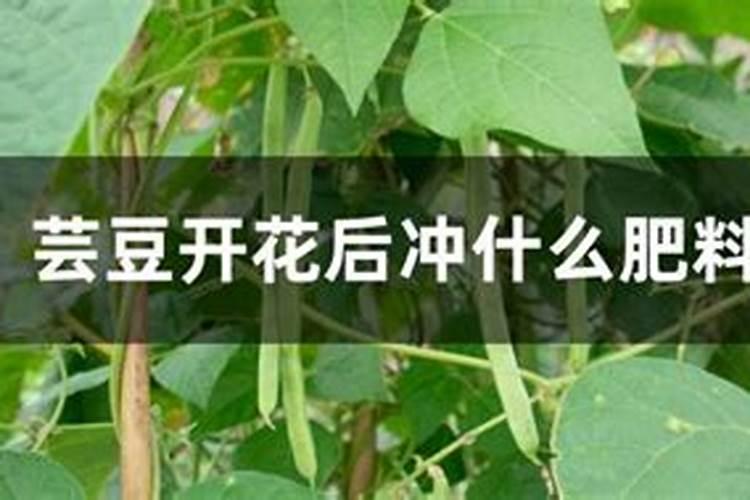 芸豆上什么肥料最好
