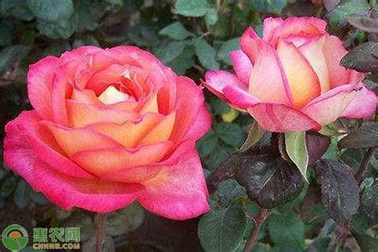 冬天月季施什么肥最好