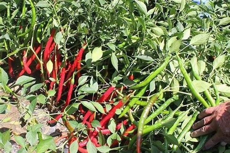 种植辣椒用什么底肥