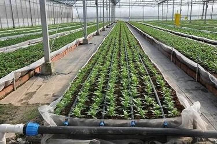 福进门水溶肥20公斤报价