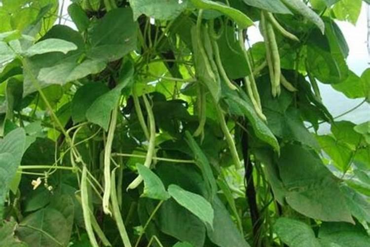 芸豆喜欢什么叶面肥