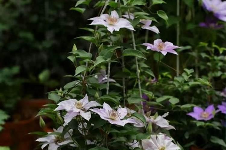 眉山市有哪些经济作物种类