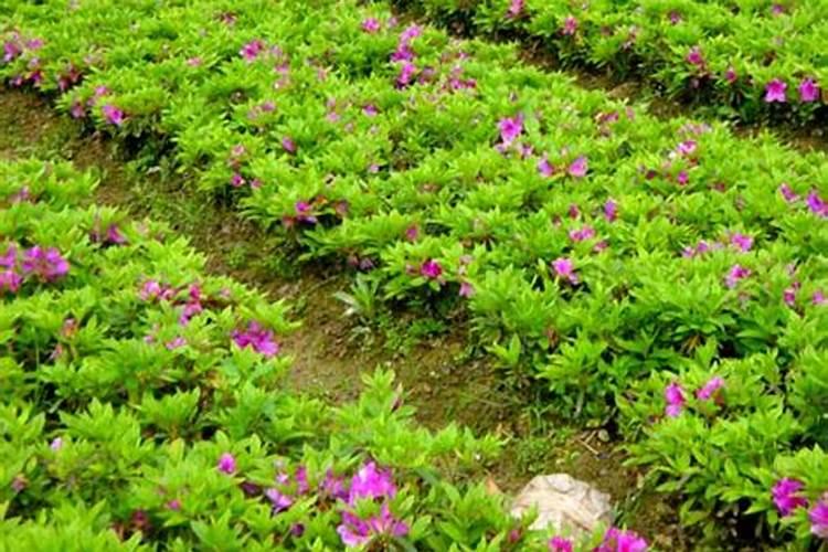 月季花冬季怎么施肥