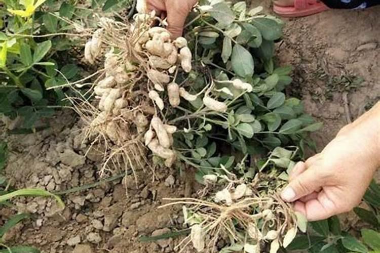 有机肥有哪些种类？