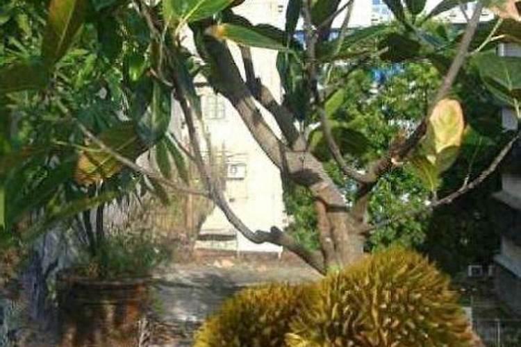 桉树施硼砂可以散施吗