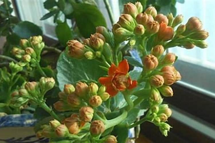 怎么防治植物青枯病？