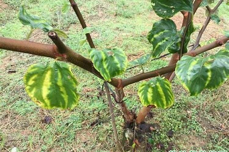 杨桃在开花期能施肥吗