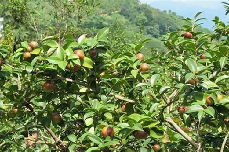 矿源黄腐酸钾执行标准