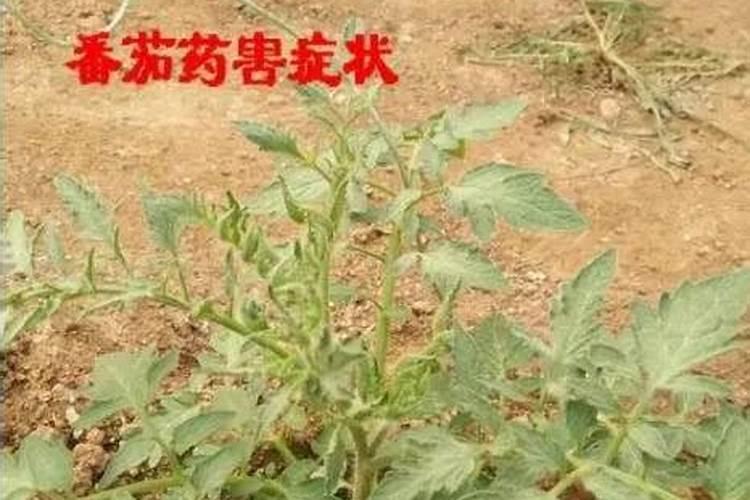 大枣高产的秘诀,碳基肥的使用方法