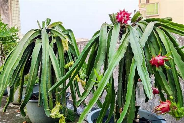 火龙果要放什么肥料