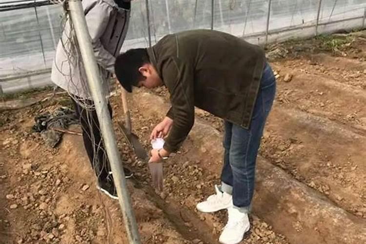 生根粉的成分和使用方法？