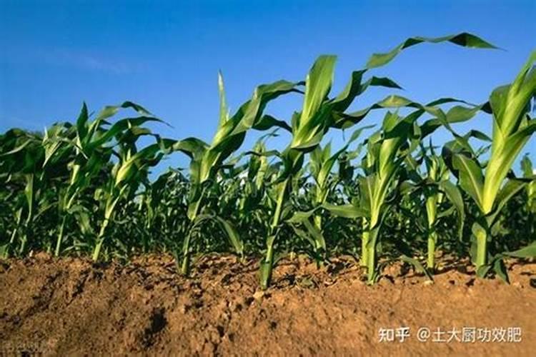 玉米啥时候追肥最好