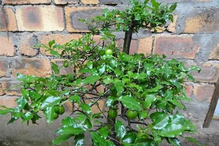 金弹子秋季施什么肥