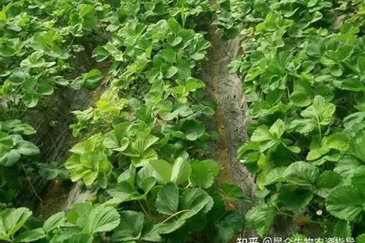 大豆开花期打什么叶面肥好 大豆用什么肥