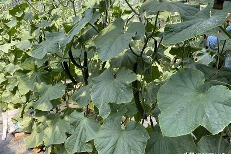 丝瓜是一种瓜类蔬菜,那么种植丝瓜,如何施肥能提高产量呢？